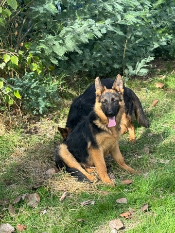 German Shepherd – German shepherd puppies AKC