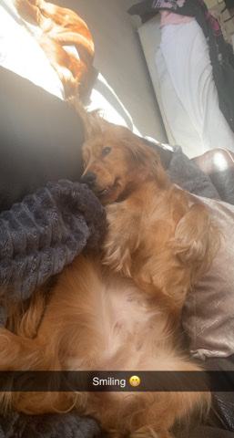 English Cocker Spaniel – 2 year old cocker spaniel