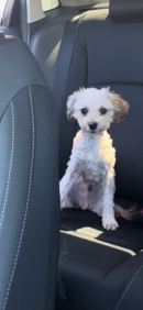 Maltese – maltipoo - rehome