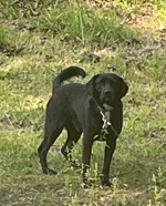 Labrador Retriever – Black Lab Beagel