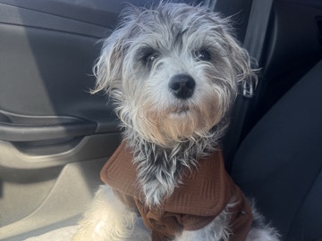 Miniature Schnauzer – Male Yorkie/Schnauzer Mix – Tupelo