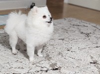 Pomeranian - White Pomeranian  available for adoption in Zephyrhills