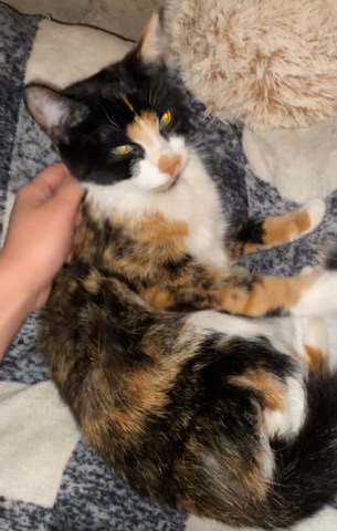 American Shorthair – Free Calico Cat in Illinois