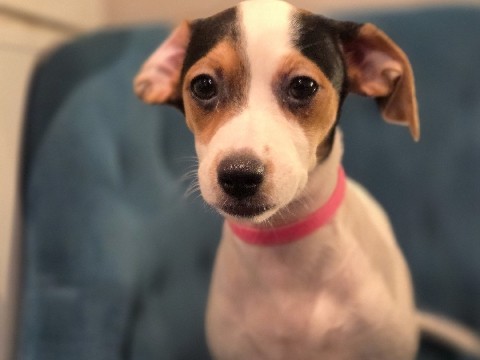 Mixed Breed – Your New Best Friend: Cleo the Cuddle Queen – Deer Park