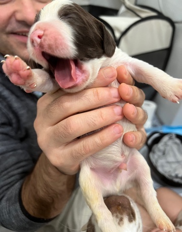Purebred English Springer Spaniels 