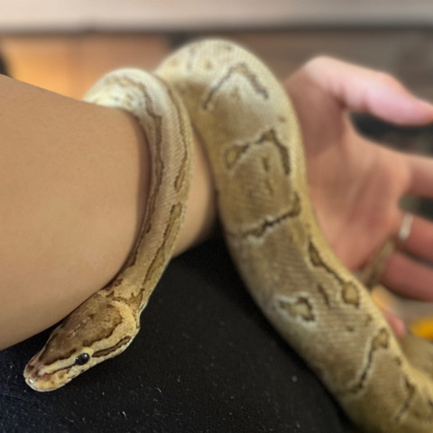 male ( Ball Python)