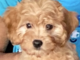 Cavapoo – Cavapoochon – Conroe