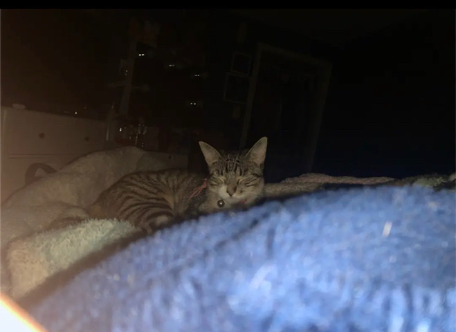Torbie Female Cat