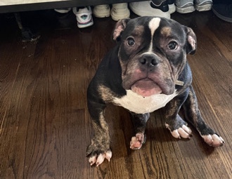American Bulldog – American Bully