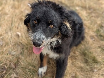 Australian Shepherd – Purebred Aussie – Salt Lake City