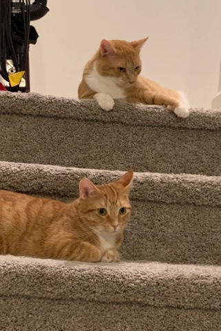 Russian White, Black and Tabby – Two Orange Tabbys