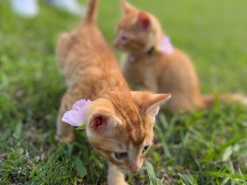 American Shorthair – Adorable 2-Month-Old Kittens Need Loving Home – Richardson