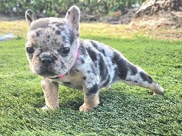 French Bulldog – French Bulldog Puppies – Homestead