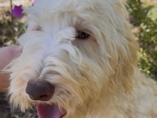 Doodle – rehoming Doodle – Sacramento