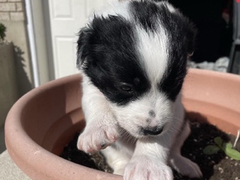 Australian Cattle Dog – Aussie baby – Springville