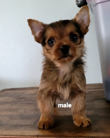 Yorkshire Terrier – Yorkie mix