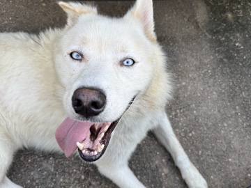 German Shepherd – beautiful German/husky mix – Houston