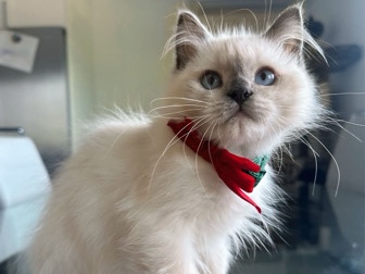 Ragdoll - honey needs a new home! available for adoption in Torrance