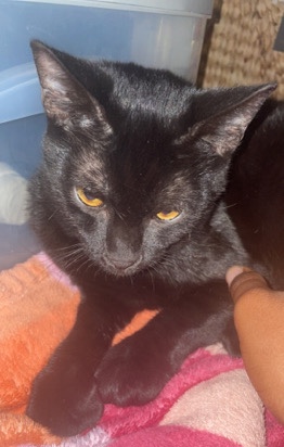 Salem needs a home