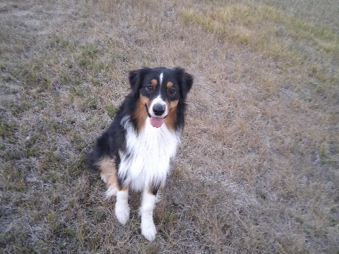 Australian Shepherd – cash – Hot Sulphur Springs