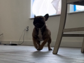 Bulldog – French bulldog