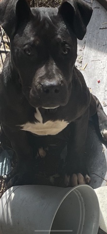 American Pit Bull Terrier – female pitbull