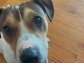 Jack Russell Terrier – Friendly Jack Russell Terrier – 2 Years Old in Gaithersburg – Gaithersburg