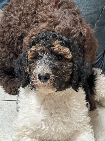 Poodle – Bernedoodles