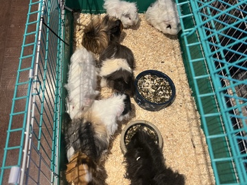 Guinea Pig -  Guinea pigs  available for adoption in Turner Valley