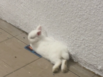 Dwarf Hotot – vendo – L'Hospitalet de Llobregat