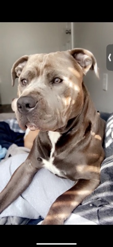 Cane Corso – male pup