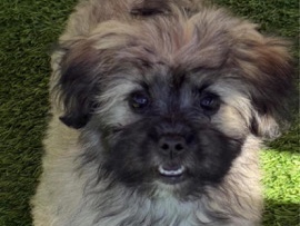 Shih Tzu – Shih Tzu – Kissimmee