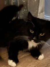 Maine Coon – free