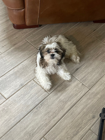 shitzu for sale