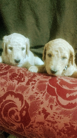****Labradoodles 5 weeks old****