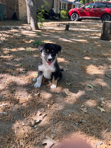 husky puppy for 300