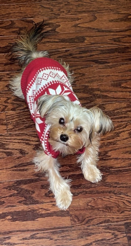 Yorkshire Terrier – shorkie for sale