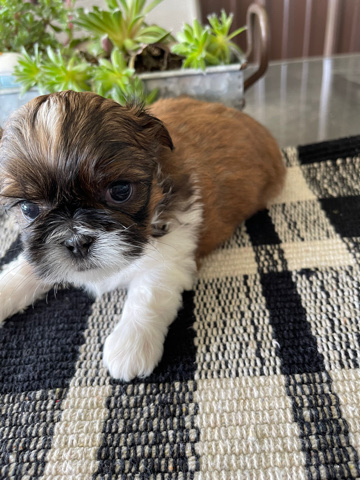 Shih Tzu – Kathy’s shih tzu
