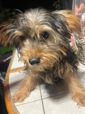Yorkshire Terrier – yorkies