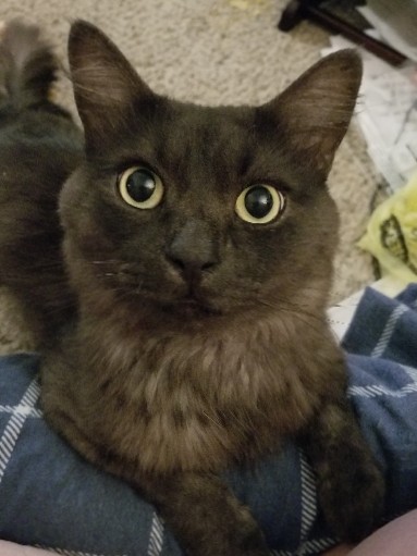 Friendly Cat Looking for a New Home