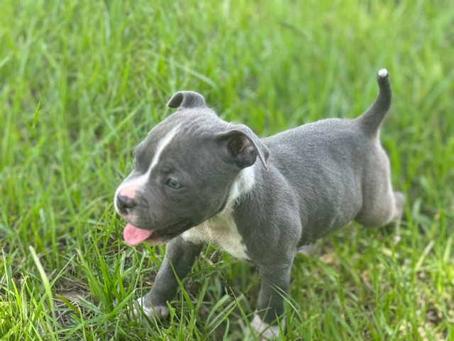 pocket bully Needs Home