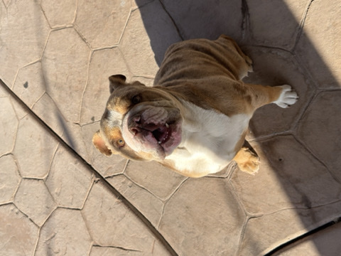 Olde English Bulldogge – Purebred Olde English Bulldogge – 1.5 Years Old – Fontana – Fontana