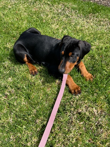 Doberman in need of good home
