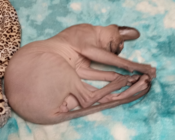 Sphynx – Young Male Sphynx Cat needs a new home