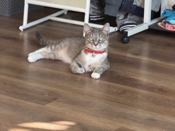 cat – New York