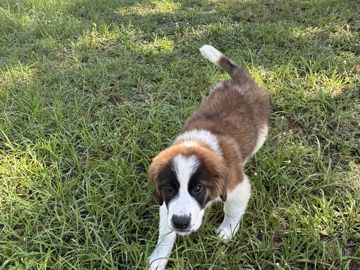 St. Bernard – Saint Bernard – Spring Hill