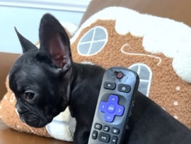 French Bulldog – frenchies – Cincinnati