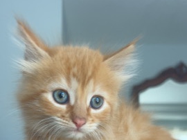 Russian White, Black and Tabby – BEAUTIFUL KITTEN LOOKING FOR A FOREVER HOME – Temecula