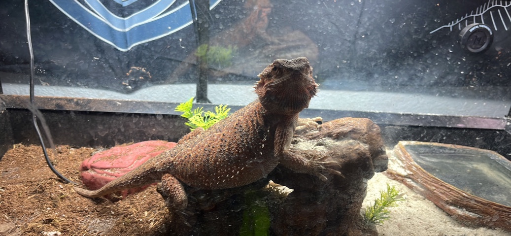 Any – Bearded Dragon