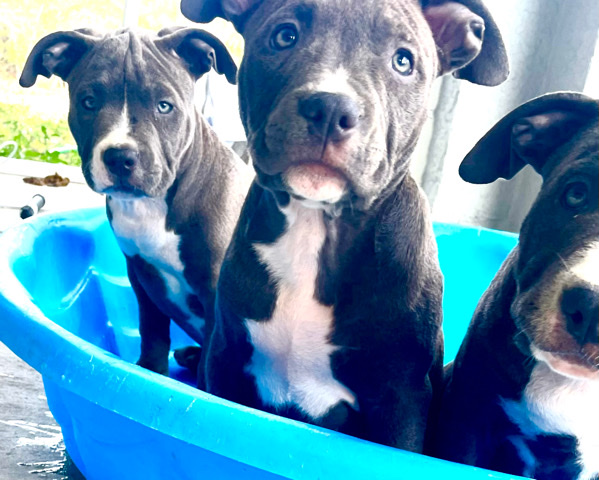 American Pit Bull Terrier – American Bully pups